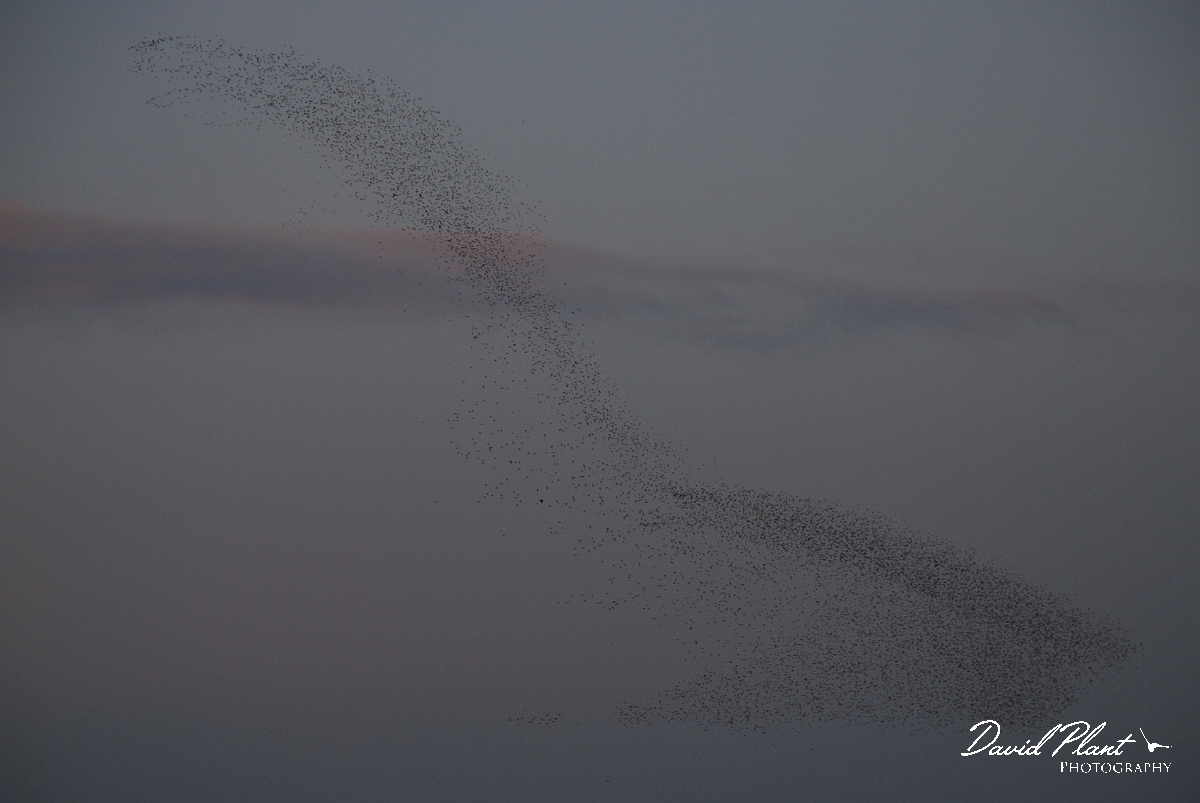 David Plant Photography - Wildlife Photographer - Knot flock swirling above mudflats - E.jpg - Knot flock swirling above mudflats - Norfolk